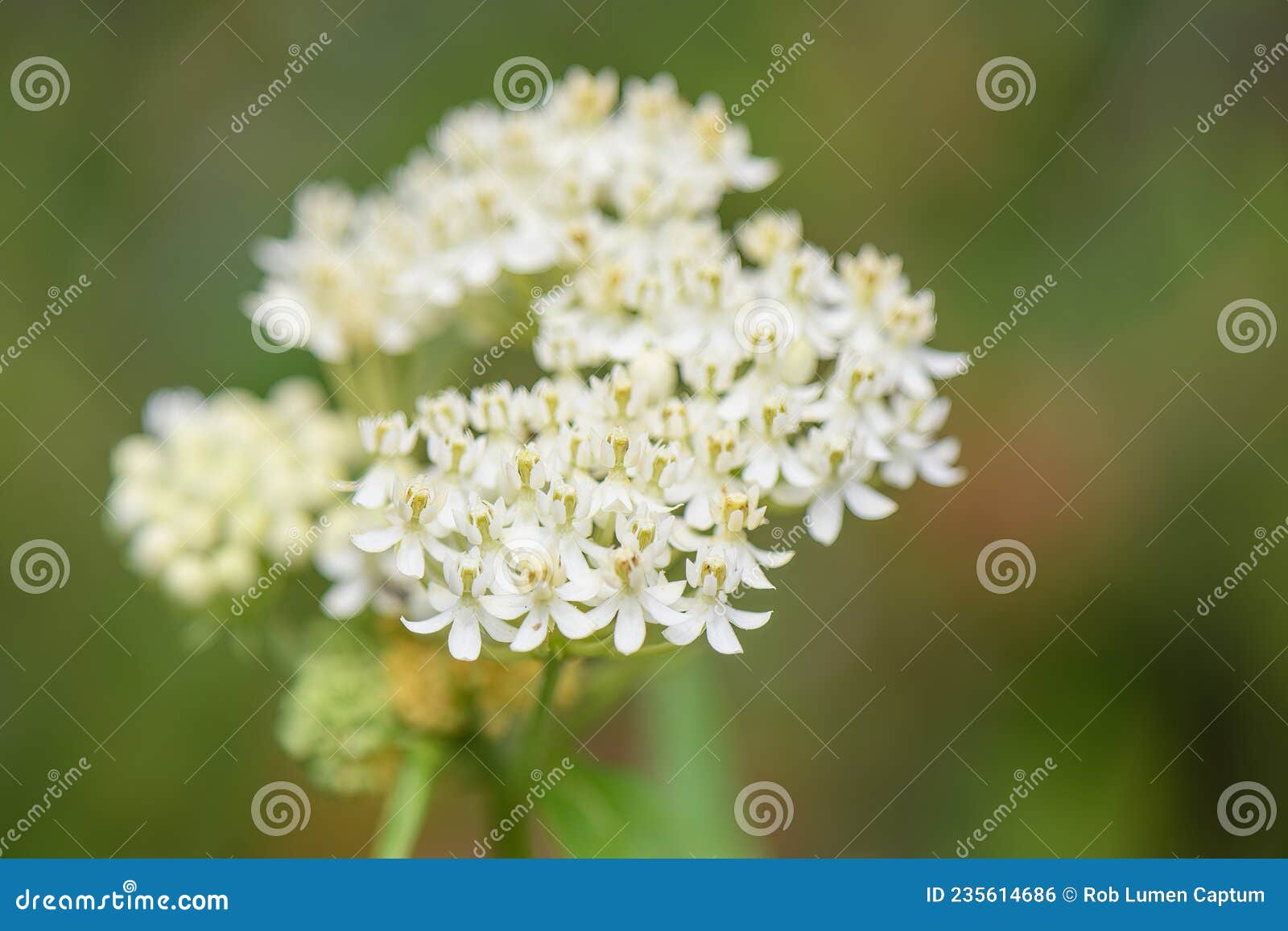 white swamp milkweed asclepias incarnata ice ballet, white flowers